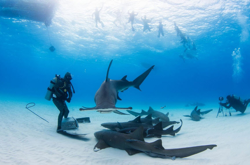 Shark Lab (Bimini Biological Field Station), Bahamas